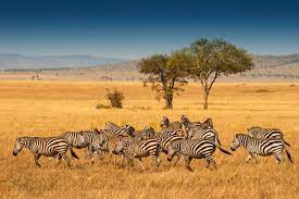 Future African Safari